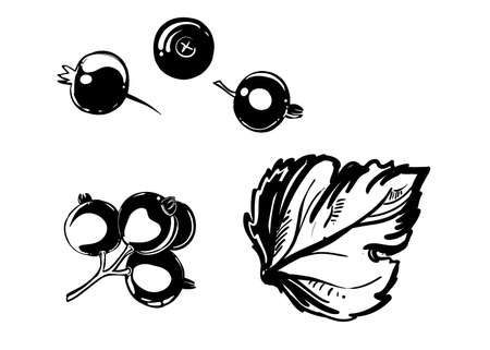 Detailed hand drawn black and white illustration set of berry, cane fruit, leaf. sketch. Vector. Elements blackcurrant in graphic style label, card, sticker, menu, package.のイラスト素材
