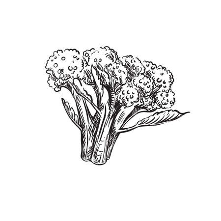 Detailed hand drawn ink black and white illustration of broccoli sprout. sketch. Vector. Elements in graphic style label, card, sticker, menu, packageのイラスト素材