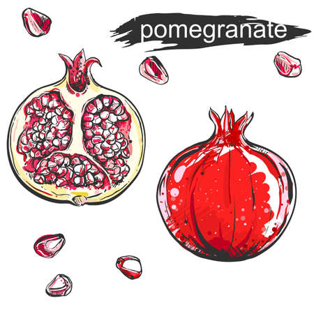 hand drawn illustration color set of pomegranate, grain on white background. sketch. vector eps 8のイラスト素材