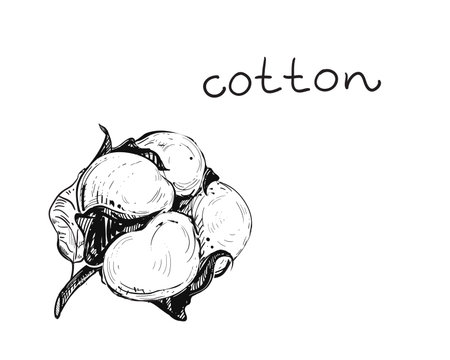 Hand drawn sketch black and white of cotton flower, leaf. Vector illustration. Elements in graphic style label, card, sticker, menu, package. Engraved style illustration.のイラスト素材