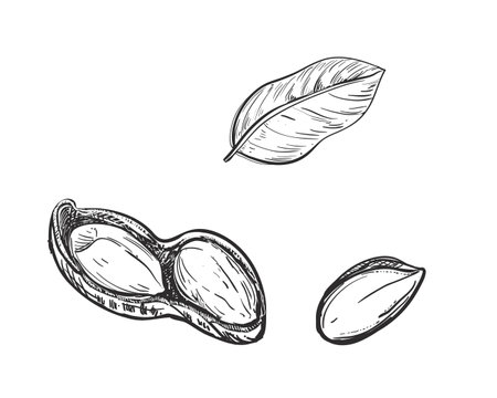 Hand drawn sketch black and white of peanut, grain, leaf. Vector illustration. Elements in graphic style label, card, sticker, menu, package. Engraved style illustration.のイラスト素材