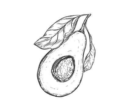 Hand drawn sketch black and white of avocado fruit, leaf, seeds, slice. Vector illustration. Elements in graphic style label, card, sticker, menu, package. Engraved style illustration.のイラスト素材