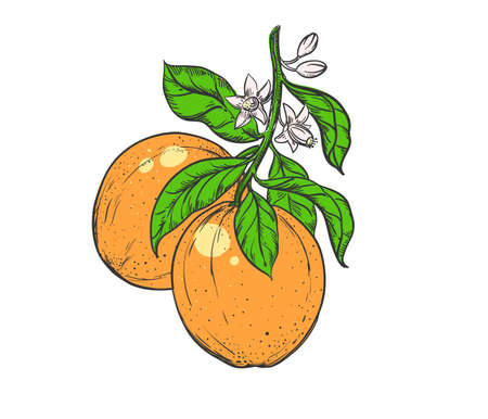 Hand drawn sketch color orange branch, leaf, flowers. Vector illustration. Elements in graphic style label, card, sticker, menu, package.のイラスト素材