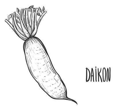 Hand drawn sketch black and white japanese radish, daikon, vegetable, leaf. Vector illustration. Elements in graphic style label, card, sticker, menu, package. Engraved style.のイラスト素材