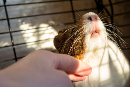 A human hand with guinea pig pet care