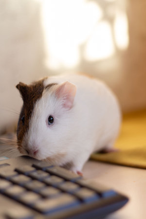 Little guinea pig in home office pet careの写真素材