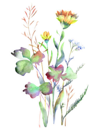 bouquet of wild flowers on whiteの写真素材