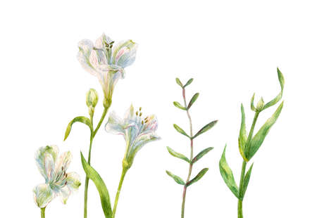 White Alstroemeria isolated on white background. Focus on central flower. watercolor bouquet of alstroemeriaの写真素材