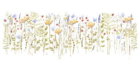 wild flowers collection isolated on white backgroundの写真素材