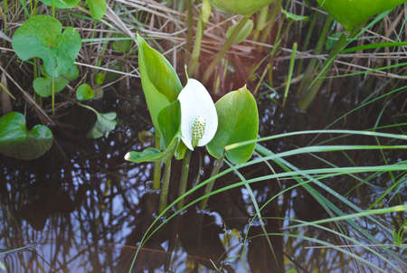 Beautiful white flower with big green leaves in a pondの写真素材