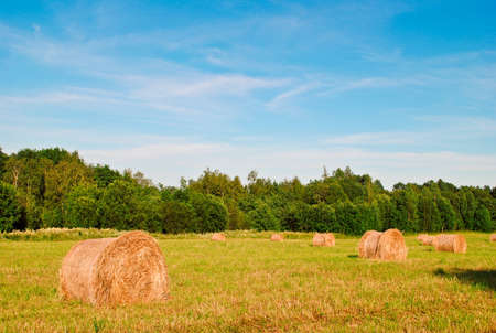Hayricks in a field near the forest