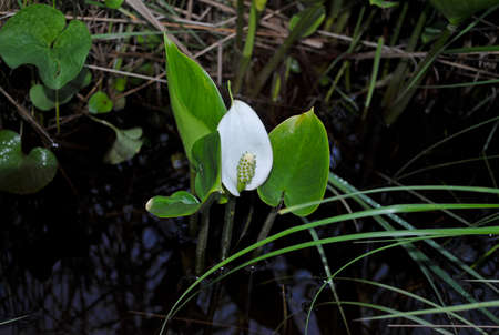 White flower with big green leaves in a pondの写真素材