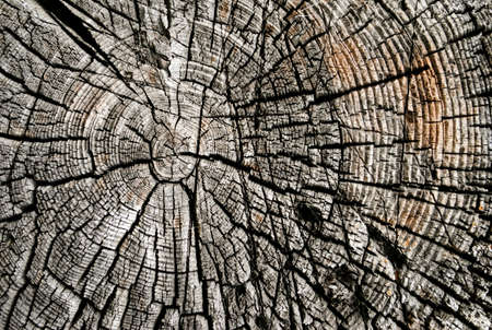 A close up view of an weathered old cut of tree. Background