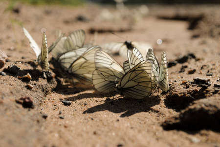 Several white butterflies sitting on the sandy surface of the side of the roadの写真素材