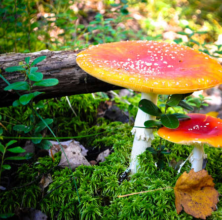 Two poisonous mushrooms with a red hat with white speckled grow out of moss in the forest
