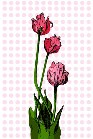 Hand drawn bouqet of tulip  which can be used as greeting card, invitation card for wedding, birthday and other holiday and floral backgroundのイラスト素材