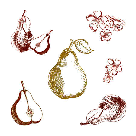 Vintage ink hand drawn pear, isolated on white background.のイラスト素材