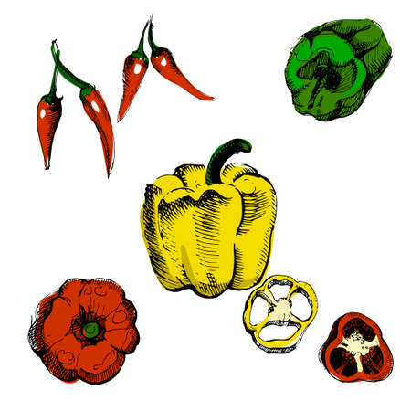 Pepper hand drawn vector illustration.Vintage ink hand drawn set of different peppers, isolated on white background.のイラスト素材