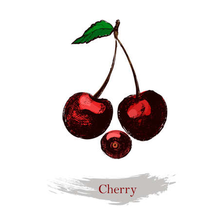 Cherry illustration.Vintage ink hand drawn cherry,isolated on the white background.