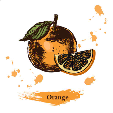 Orange sketch.Vintage ink hand drawn vector of oranges , isolated on white background.のイラスト素材