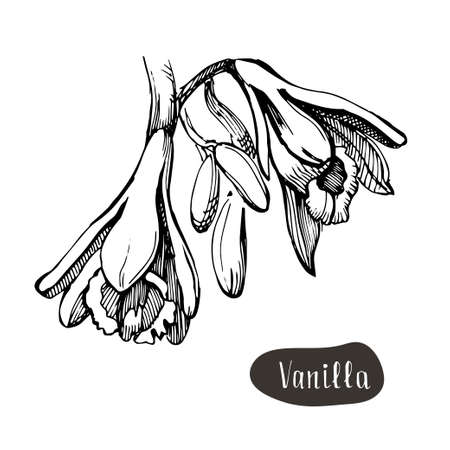 Vanilla flower isolated on the white background.のイラスト素材