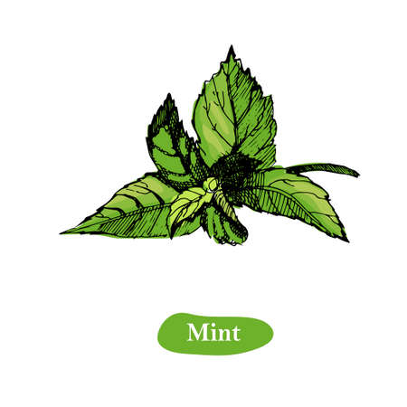 Mint vector drawing illustration, isolated on the white background. Herbal engraved style...