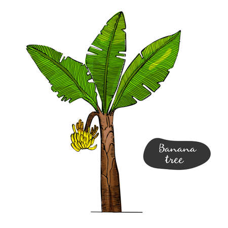 Banana tree sketch illustration.Detailed botanical style sketch. Tropical tree.Isolated exotic object.Jungle.のイラスト素材