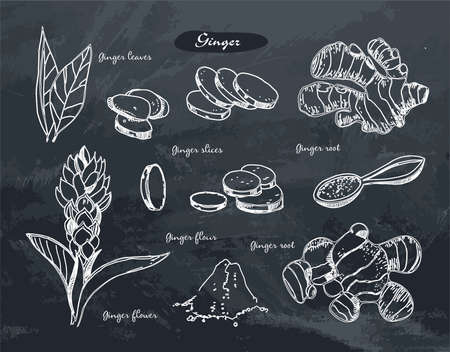 Ginger hand drawn vector illustration.Detailed retro style sketch.Kitchen herbal spice and food ingredient.Ginger flower,powder, leaves, root and pieces .Spice object on the grey grunge background.のイラスト素材