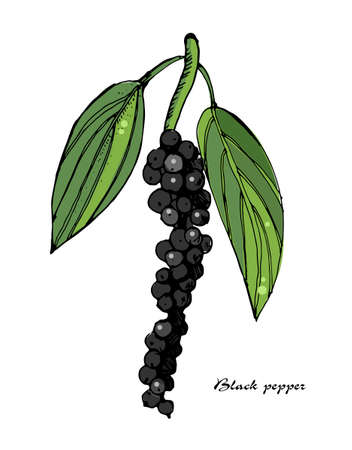Black pepper colorful vector illustration.Vintage ink hand drawn pepper, isolated on white background.Sprig of pepper with leaves.Botanical illustration.のイラスト素材