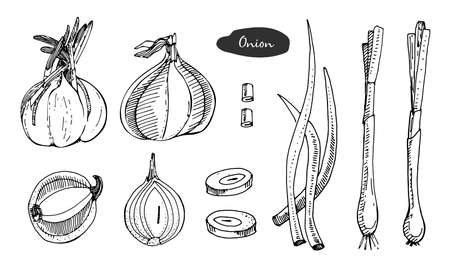 Onion hand drawn vector illustration.Detailed retro style sketch.Kitchen herbal spice and food ingredient.Onion, isolated cooking object.のイラスト素材