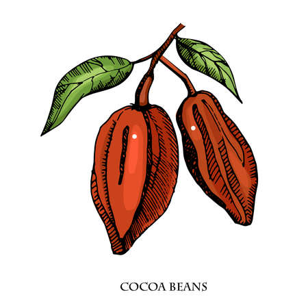 Cocoa beans vector set illustration.Vintage ink hand drawn beans, isolated on white background. Botanical sketch object.Engraved style cooking ingredient.のイラスト素材
