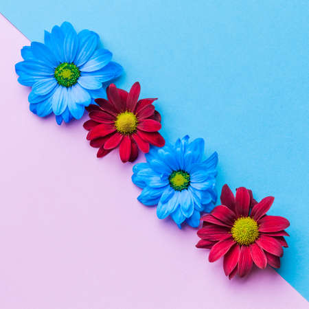 top view of colorful spring flowers on blue and pink background.
