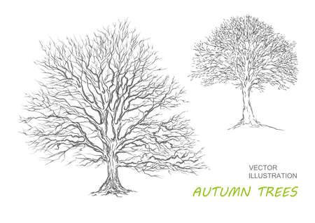 Tree on a white background vector.Trees autumn hand drawing illustration.のイラスト素材