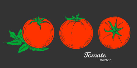 Tomato drawing .Vegetable .Organic Food, sauce, dishes component. Vector illustration.のイラスト素材