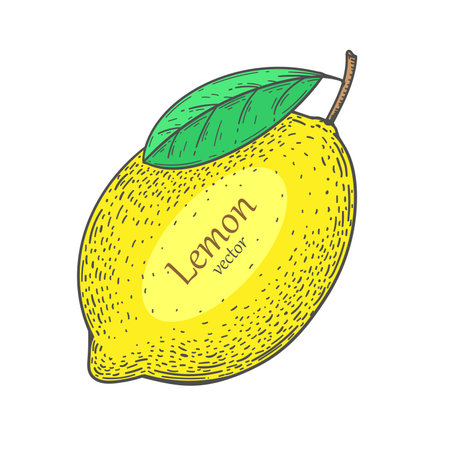 Lemon drawing. Citrus fruit. Lime lemonのイラスト素材