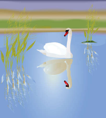 A white swan in a picturesque lake. Vector illustration.のイラスト素材