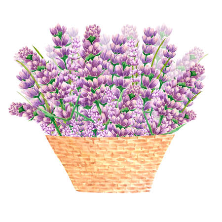 Summer Lavender flowers in basketの写真素材