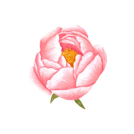 Handdrawn Watercolor pink peony flower on the white background. Scrapbook design, typography poster, label, banner, post cardの写真素材