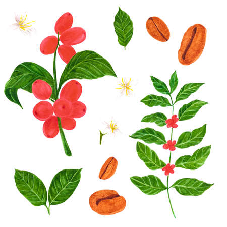 Handdrawn Watercolor coffee branch, leaves, seeds and flowers on the white background. Scrapbook design, typography poster, label, banner, post card, textileの写真素材