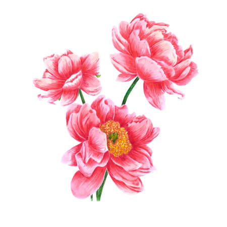 Handdrawn Watercolor red peony flowers bouquet on the white background. Scrapbook design, typography poster, label, banner, post cardの写真素材