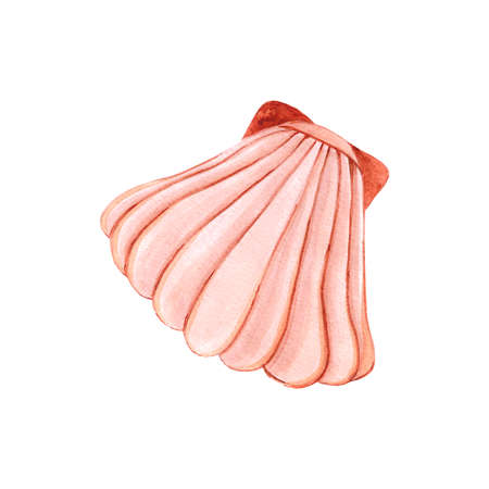 Hand drawn Watercolor brown seashell on the white background. Scrapbook design elements. Typography poster, wedding invitation, postcard, label, banner designの写真素材