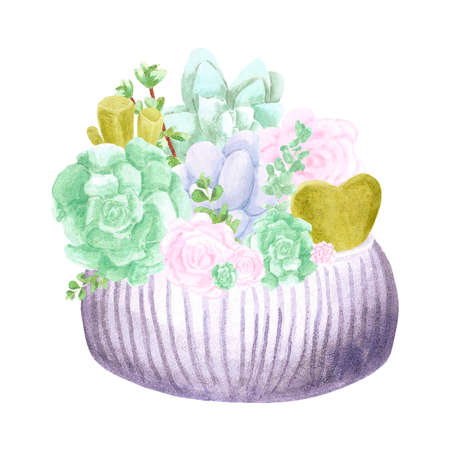 Succulent plants in a pot on white Background. Hand drawn watercolor set. Botanical delicate illustration. Scrapbook design elements. Typography poster, card, label, banner designの写真素材