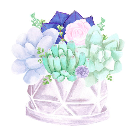 Succulent plants, small and big pots on white Background. Hand drawn watercolor set. Botanical delicate illustration. Scrapbook design elements. Typography poster, card, label, banner designの写真素材