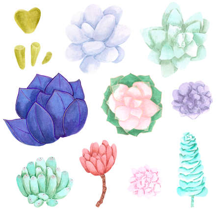 Succulent plants, small and large on white Background. Hand drawn watercolor set. Botanical delicate illustration. Scrapbook design elements. Typography poster, card, label, banner designの写真素材