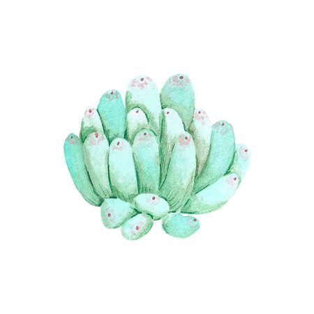 Succulent plants on white Background. Hand drawn Watercolor. Botanical delicate illustration. Scrapbook design elements. Typography poster, card, label, banner design.の写真素材