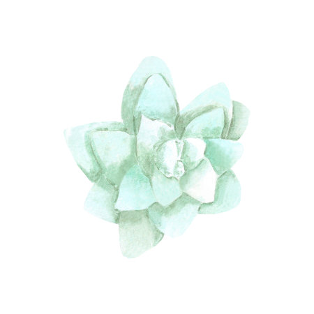 Succulent plants on white Background. Hand drawn Watercolor. Botanical delicate illustration. Scrapbook design elements. Typography poster, card, label, banner design.の写真素材