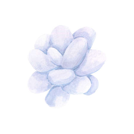 Succulent plants on white Background. Hand drawn Watercolor. Botanical delicate illustration. Scrapbook design elements. Typography poster, card, label, banner design.の写真素材