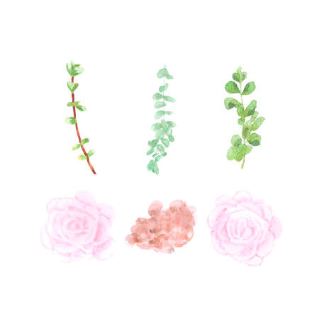 Succulent plants on white Background. Hand drawn Watercolor. Botanical delicate illustration. Scrapbook design elements. Typography poster, card, label, banner design.の写真素材