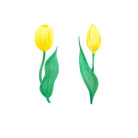 Yellow tulips bouquet on whute Background. Hand drawn Watercolor set. Botanical delicate illustration. Scrapbook design elements. Typography poster, card, label, banner design.の写真素材