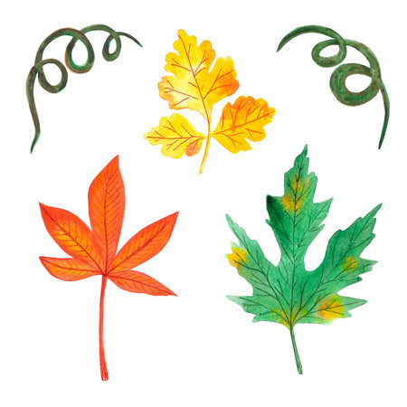 Hand drawn watercolor autumn leaves on white background. Scrapbook design, typography poster, label, bannerの写真素材